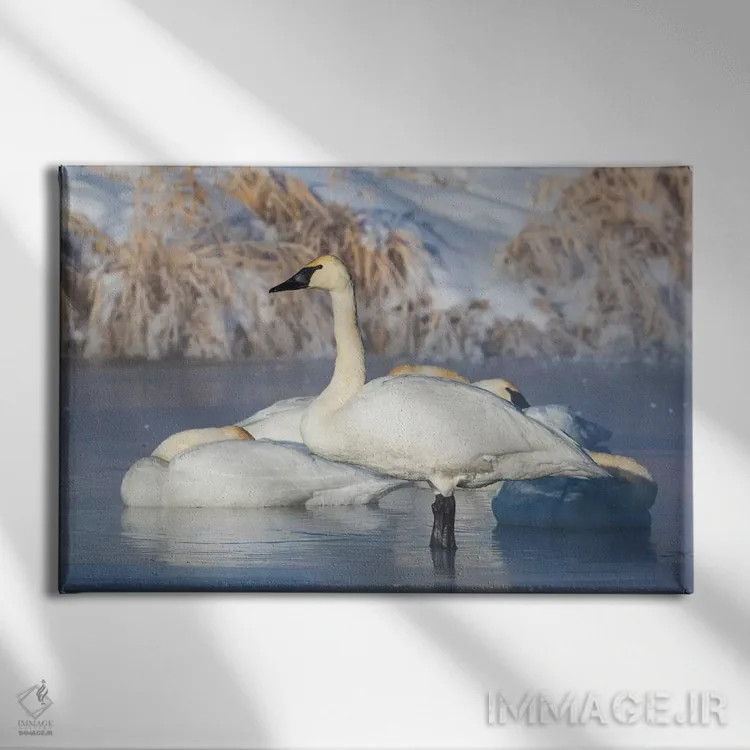 تابلو آمریکا، شهرستان سابلت، وایومینگ، گروهی قو ترومپتزن در حال استراحت روی برکهٔ یخزده اثر الیزابت بوم - نمای روبهرو روی دیوار