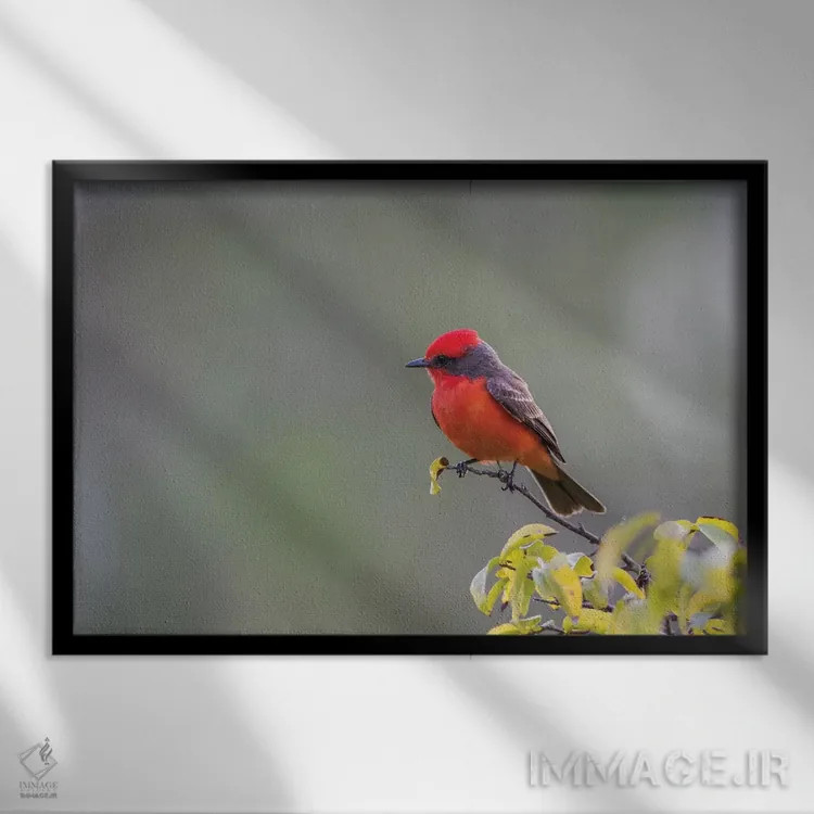 تابلو بلیز، پناهگاه حیاتوحش کروکد تری، فنچ سرخ نر نشسته بر شاخه اثر الیزابت بوم - نمای قابدار مشکی