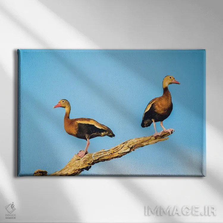 تابلو بلیز، پناهگاه حیاتوحش کروکد تری، دو اردک درختی شکمسیاه نشسته بر شاخهٔ خشک اثر الیزابت بوم - نمای روبهرو روی دیوار