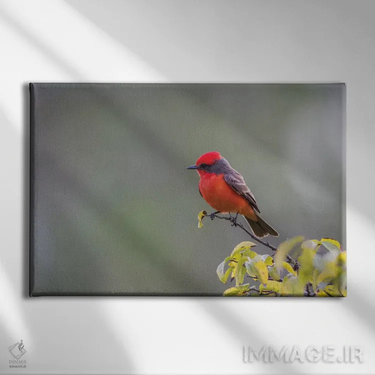 تابلو بلیز، پناهگاه حیاتوحش کروکد تری، فنچ سرخ نر نشسته بر شاخه اثر الیزابت بوم - نمای روبهرو روی دیوار