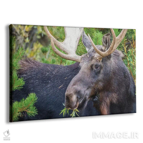 تابلو آمریکا، وایومینگ، شهرستان سابلت، گوزن نر آمریکایی مشغول خوردن از بوته بید اثر الیزابت بوم - نمای پرسپکتیو محصول