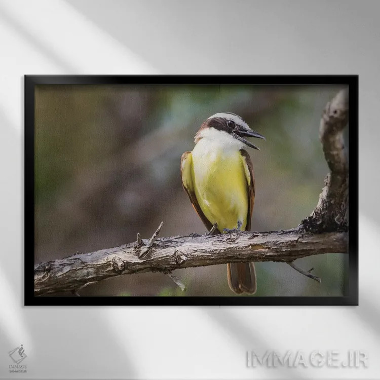 تابلو بلیز، امبرگریس کی، صدای پرندهٔ کیسکادی بزرگ از شاخه اثر الیزابت بوم - نمای قابدار مشکی