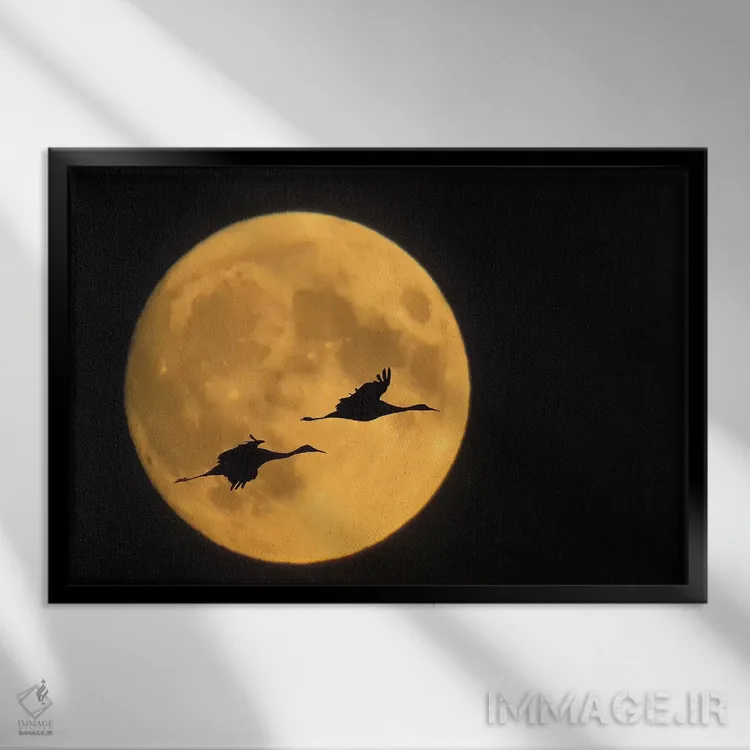 تابلو پرواز دوگانۀ درنای سندهیل با پسزمینهٔ ماه کامل، پناهگاه حیات وحش بوسک دل آپاچه، نیومکزیکو، آمریکا اثر الن انون - نمای قابدار مشکی