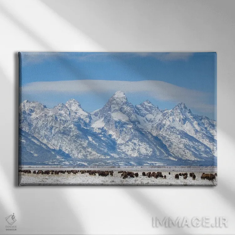 تابلو آمریکا، وایومینگ، پارک ملی گرند تتون، گله بوفالو در حال چرا در زمستان اثر الیزابت بوم - نمای روبهرو روی دیوار