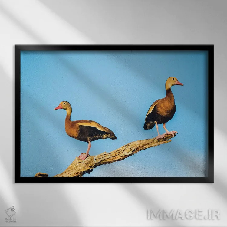 تابلو بلیز، پناهگاه حیاتوحش کروکد تری، دو اردک درختی شکمسیاه نشسته بر شاخهٔ خشک اثر الیزابت بوم - نمای قابدار مشکی