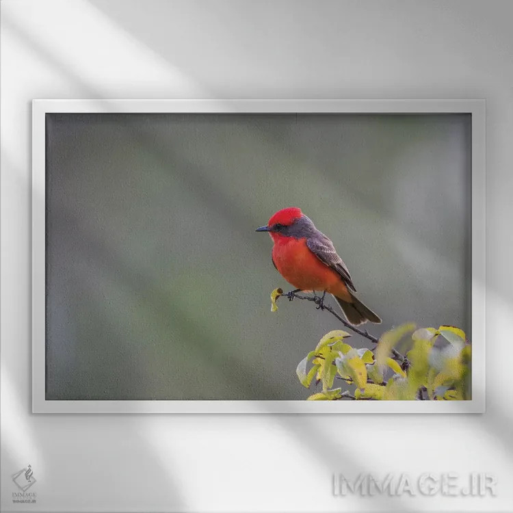 تابلو بلیز، پناهگاه حیاتوحش کروکد تری، فنچ سرخ نر نشسته بر شاخه اثر الیزابت بوم - نمای قابدار سفید