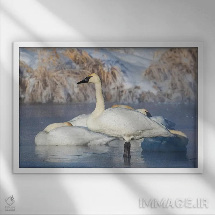 تابلو آمریکا، شهرستان سابلت، وایومینگ، گروهی قو ترومپتزن در حال استراحت روی برکهٔ یخزده اثر الیزابت بوم - نمای قابدار سفید