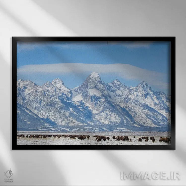 تابلو آمریکا، وایومینگ، پارک ملی گرند تتون، گله بوفالو در حال چرا در زمستان اثر الیزابت بوم - نمای قابدار مشکی