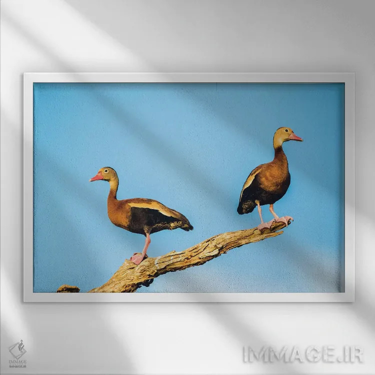 تابلو بلیز، پناهگاه حیاتوحش کروکد تری، دو اردک درختی شکمسیاه نشسته بر شاخهٔ خشک اثر الیزابت بوم - نمای قابدار سفید