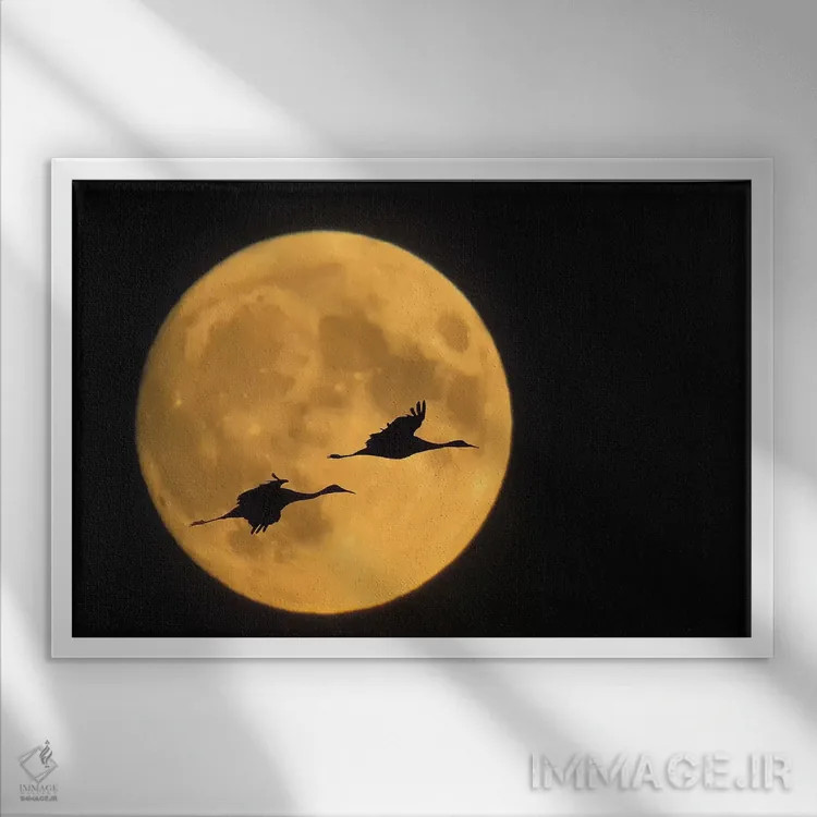 تابلو پرواز دوگانۀ درنای سندهیل با پسزمینهٔ ماه کامل، پناهگاه حیات وحش بوسک دل آپاچه، نیومکزیکو، آمریکا اثر الن انون - نمای قابدار سفید