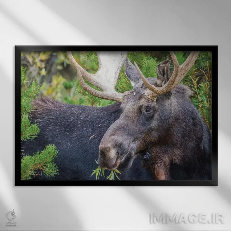 تابلو آمریکا، وایومینگ، شهرستان سابلت، گوزن نر آمریکایی مشغول خوردن از بوته بید اثر الیزابت بوم - نمای قابدار مشکی