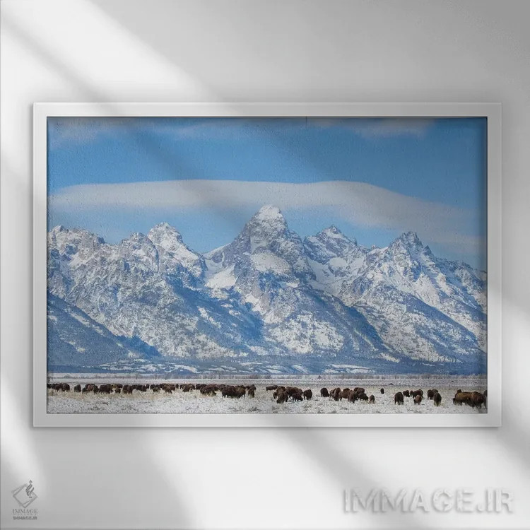 تابلو آمریکا، وایومینگ، پارک ملی گرند تتون، گله بوفالو در حال چرا در زمستان اثر الیزابت بوم - نمای قابدار سفید