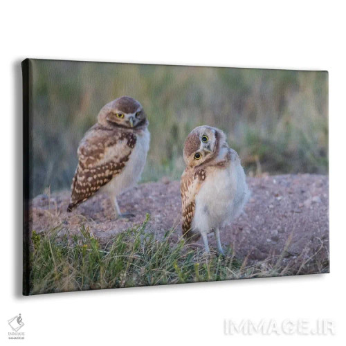 تابلو آمریکا، وایومینگ، شهرستان سابلت، دو جغد زمینی جوان ایستاده در ورودی لانهشان اثر الیزابت بوم - نمای پرسپکتیو محصول