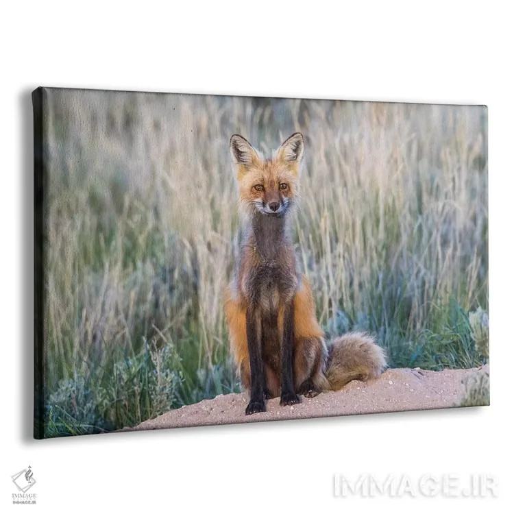 تابلو آمریکا، وایومینگ، شهرستان سابلت، روباه قرمز ماده نشسته بر ورودی لانهاش اثر الیزابت بوم - نمای پرسپکتیو محصول