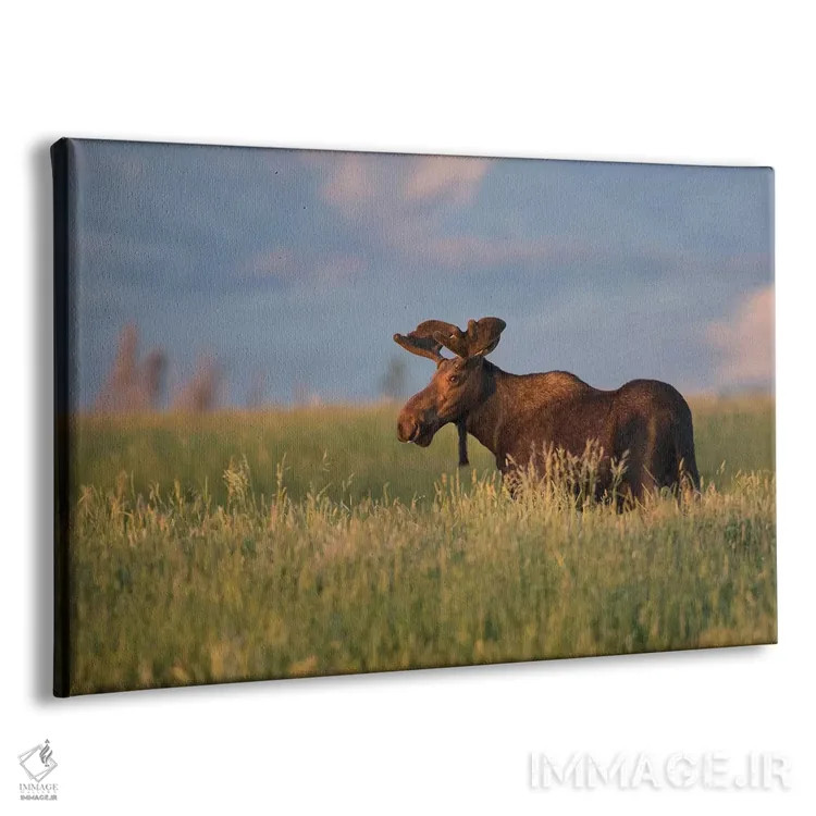 تابلو آمریکا، وایومینگ، شهرستان سابلت، گوزن نر آمریکایی ایستاده در میان علفهای بلند در نور غروب اثر الیزابت بوم - نمای پرسپکتیو محصول