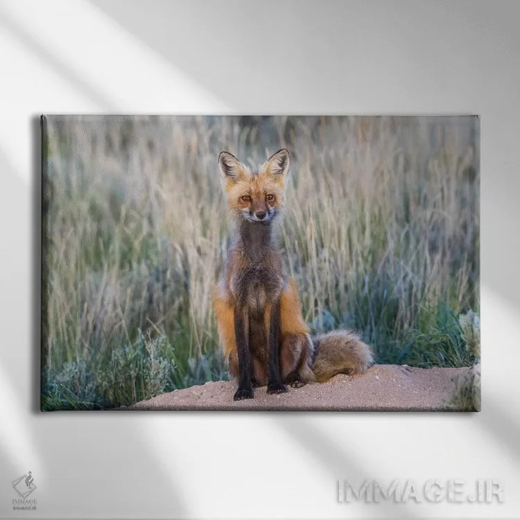 تابلو آمریکا، وایومینگ، شهرستان سابلت، روباه قرمز ماده نشسته بر ورودی لانهاش اثر الیزابت بوم - نمای روبهرو روی دیوار