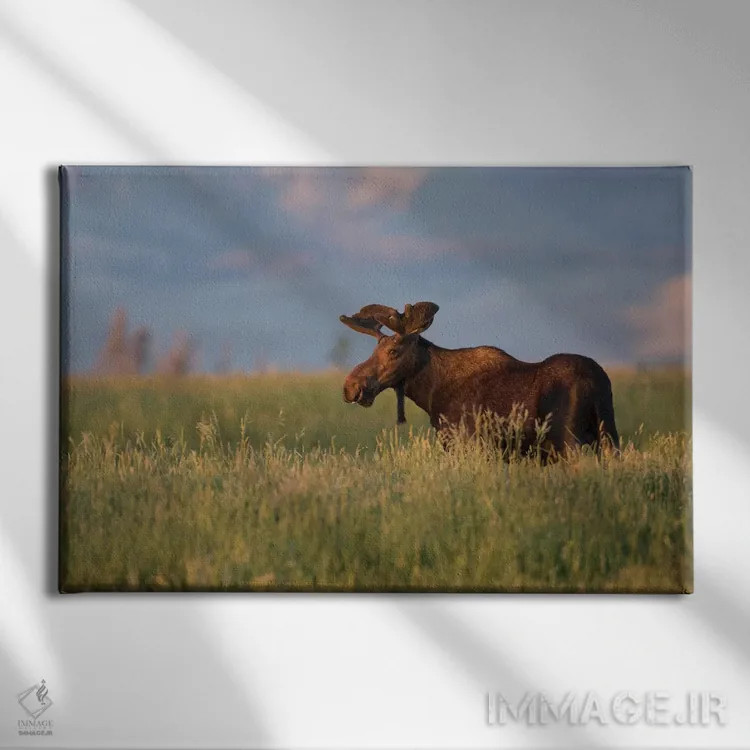 تابلو آمریکا، وایومینگ، شهرستان سابلت، گوزن نر آمریکایی ایستاده در میان علفهای بلند در نور غروب اثر الیزابت بوم - نمای روبهرو روی دیوار