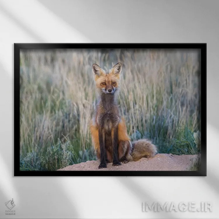 تابلو آمریکا، وایومینگ، شهرستان سابلت، روباه قرمز ماده نشسته بر ورودی لانهاش اثر الیزابت بوم - نمای قابدار مشکی