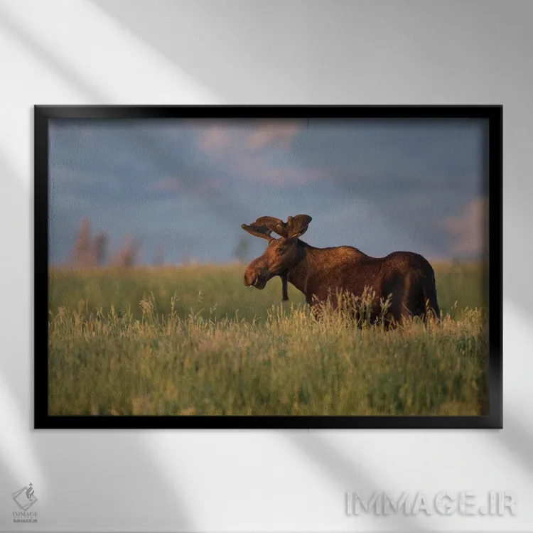 تابلو آمریکا، وایومینگ، شهرستان سابلت، گوزن نر آمریکایی ایستاده در میان علفهای بلند در نور غروب اثر الیزابت بوم - نمای قابدار مشکی
