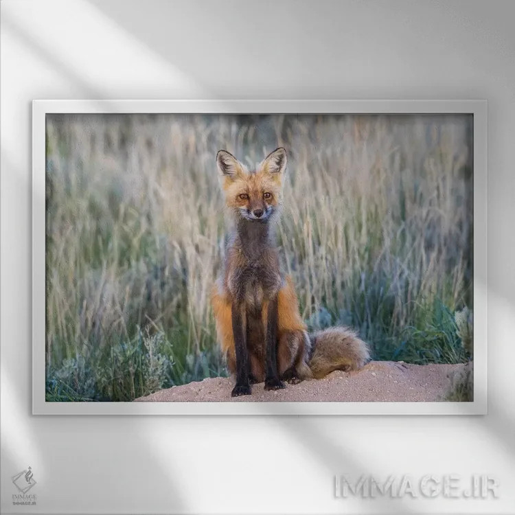 تابلو آمریکا، وایومینگ، شهرستان سابلت، روباه قرمز ماده نشسته بر ورودی لانهاش اثر الیزابت بوم - نمای قابدار سفید