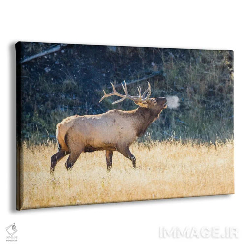 تابلو آمریکا، وایومینگ، پارک ملی یلواستون، گوزن نر آمریکایی در هوای پاییزی صدایش را بلند میکند اثر الیزابت بوم - نمای پرسپکتیو محصول