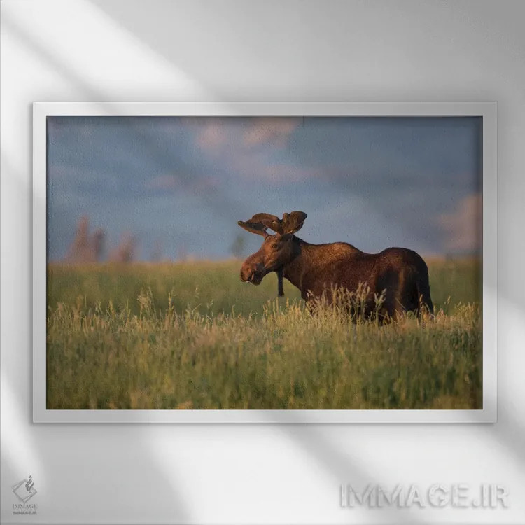 تابلو آمریکا، وایومینگ، شهرستان سابلت، گوزن نر آمریکایی ایستاده در میان علفهای بلند در نور غروب اثر الیزابت بوم - نمای قابدار سفید