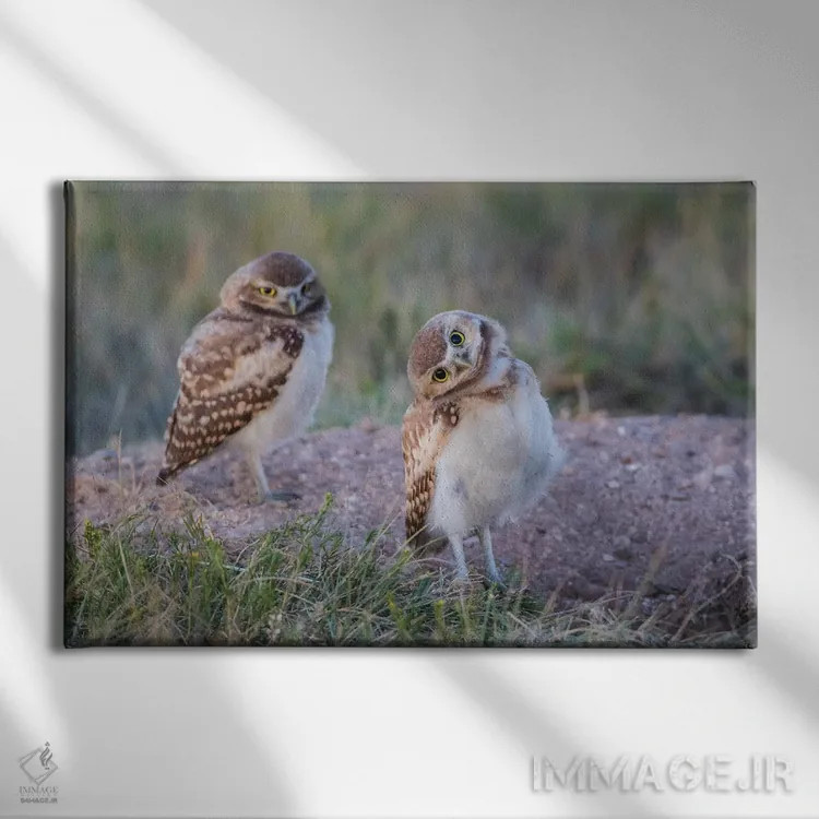 تابلو آمریکا، وایومینگ، شهرستان سابلت، دو جغد زمینی جوان ایستاده در ورودی لانهشان اثر الیزابت بوم - نمای روبهرو روی دیوار