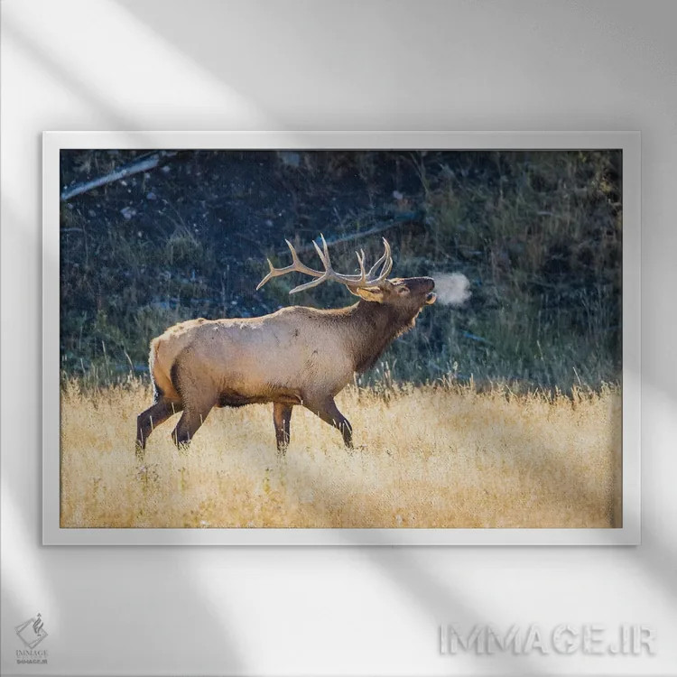 تابلو آمریکا، وایومینگ، پارک ملی یلواستون، گوزن نر آمریکایی در هوای پاییزی صدایش را بلند میکند اثر الیزابت بوم - نمای قابدار سفید