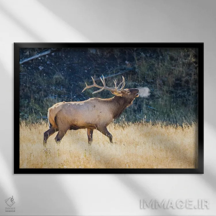 تابلو آمریکا، وایومینگ، پارک ملی یلواستون، گوزن نر آمریکایی در هوای پاییزی صدایش را بلند میکند اثر الیزابت بوم - نمای قابدار مشکی