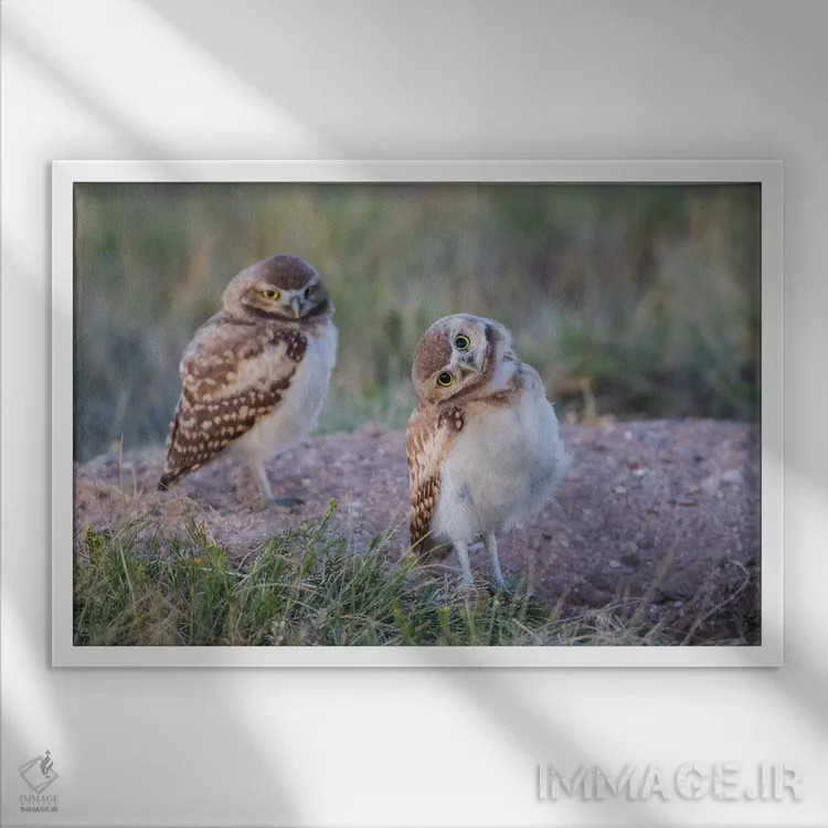 تابلو آمریکا، وایومینگ، شهرستان سابلت، دو جغد زمینی جوان ایستاده در ورودی لانهشان اثر الیزابت بوم - نمای قابدار سفید