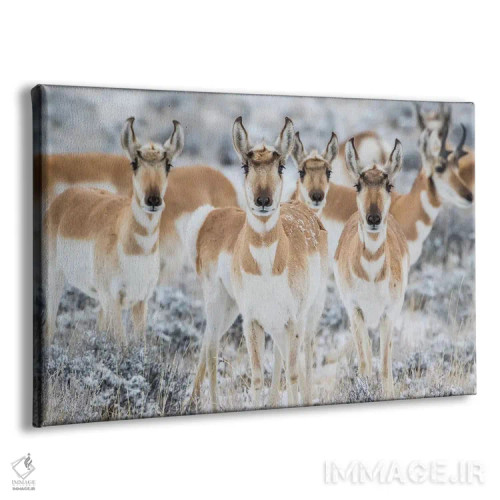 تابلو وایومینگ، شهرستان سابلت. گروهی کنجکاو از شاخبریها ایستاده در بوتههای مریمگلی در زمستان اثر الیزابت بوم - نمای پرسپکتیو محصول