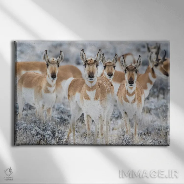 تابلو وایومینگ، شهرستان سابلت. گروهی کنجکاو از شاخبریها ایستاده در بوتههای مریمگلی در زمستان اثر الیزابت بوم - نمای روبهرو روی دیوار