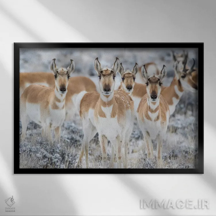 تابلو وایومینگ، شهرستان سابلت. گروهی کنجکاو از شاخبریها ایستاده در بوتههای مریمگلی در زمستان اثر الیزابت بوم - نمای قابدار مشکی