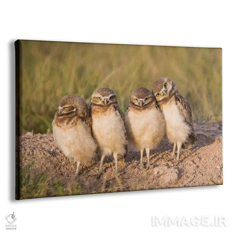 تابلو وایومینگ، شهرستان سابلت. چهار جوجه جغد زیرزمینی در لبهٔ لانهشان در نور غروب ایستادهاند اثر الیزابت بوم - نمای پرسپکتیو محصول