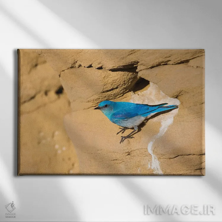 تابلو وایومینگ، شهرستان سابلت. پرندهٔ نر کوهستانی آبی از نمای لانهاش در صخرهٔ ماسهسنگی پرواز میکند اثر الیزابت بوم - نمای روبهرو روی دیوار