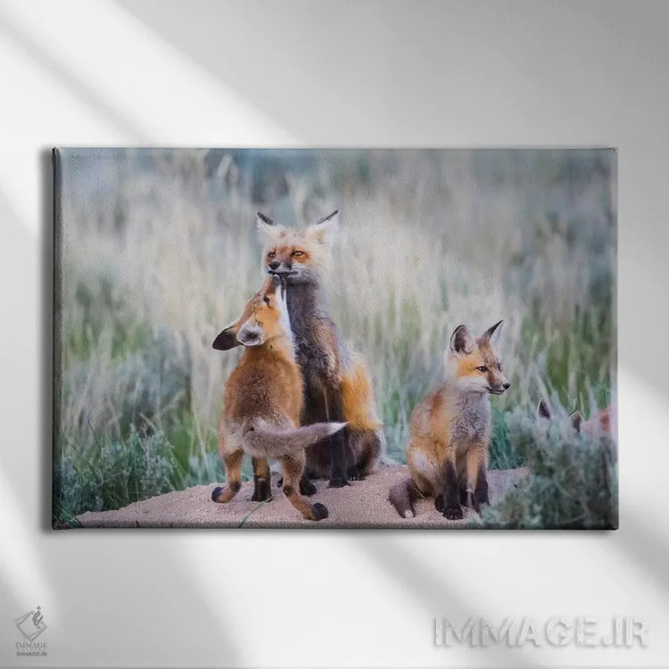 تابلو وایومینگ، شهرستان سابلت. توله روباه سرخ با بوسهای از مادرش استقبال میکند هنگام بازگشت او به لانه اثر الیزابت بوم - نمای روبهرو روی دیوار