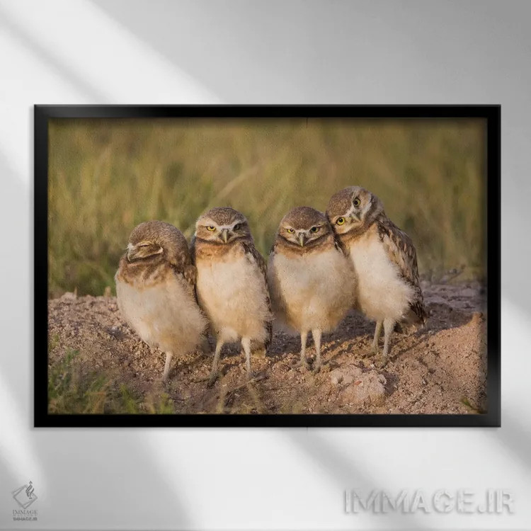 تابلو وایومینگ، شهرستان سابلت. چهار جوجه جغد زیرزمینی در لبهٔ لانهشان در نور غروب ایستادهاند اثر الیزابت بوم - نمای قابدار مشکی