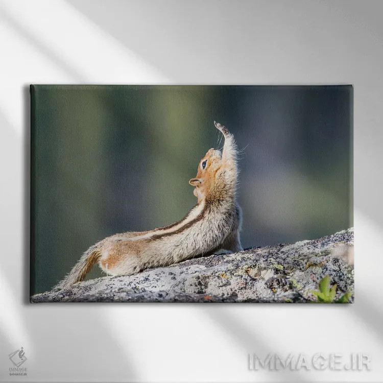 تابلو وایومینگ، شهرستان سابلت. سنجاب زمینی با یقه طلایی که کش میآید گویی دست برای سلام بلند دراز کرده است اثر الیزابت بوم - نمای روبهرو روی دیوار