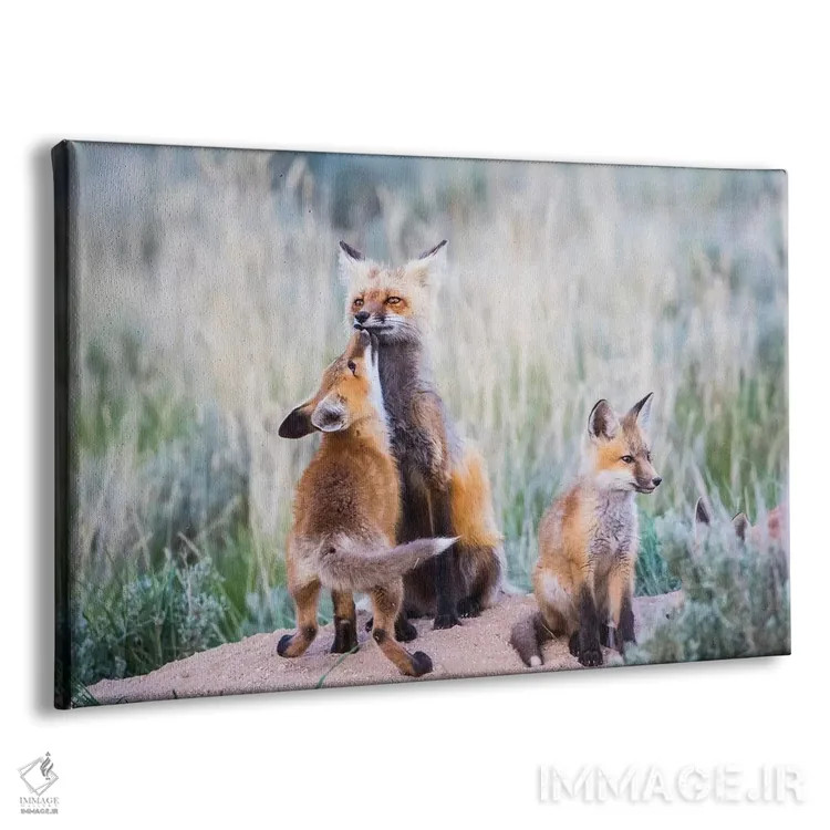 تابلو وایومینگ، شهرستان سابلت. توله روباه سرخ با بوسهای از مادرش استقبال میکند هنگام بازگشت او به لانه اثر الیزابت بوم - نمای پرسپکتیو محصول