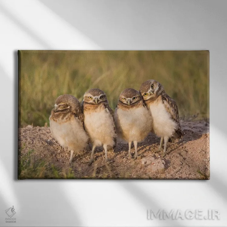 تابلو وایومینگ، شهرستان سابلت. چهار جوجه جغد زیرزمینی در لبهٔ لانهشان در نور غروب ایستادهاند اثر الیزابت بوم - نمای روبهرو روی دیوار