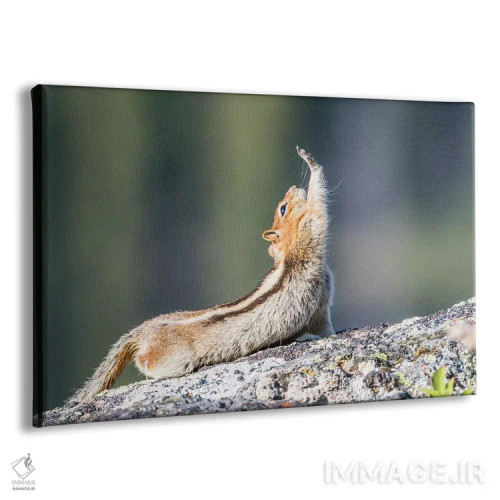 تابلو وایومینگ، شهرستان سابلت. سنجاب زمینی با یقه طلایی که کش میآید گویی دست برای سلام بلند دراز کرده است اثر الیزابت بوم - نمای پرسپکتیو محصول