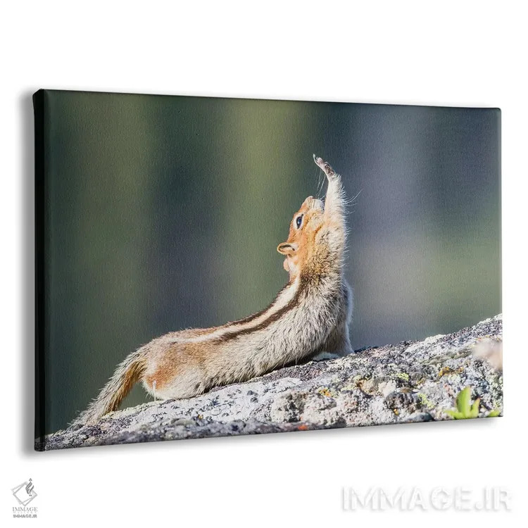 تابلو وایومینگ، شهرستان سابلت. سنجاب زمینی با یقه طلایی که کش میآید گویی دست برای سلام بلند دراز کرده است اثر الیزابت بوم - نمای پرسپکتیو محصول