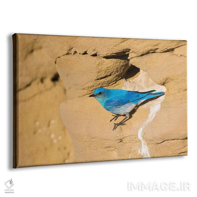 تابلو وایومینگ، شهرستان سابلت. پرندهٔ نر کوهستانی آبی از نمای لانهاش در صخرهٔ ماسهسنگی پرواز میکند اثر الیزابت بوم - نمای پرسپکتیو محصول