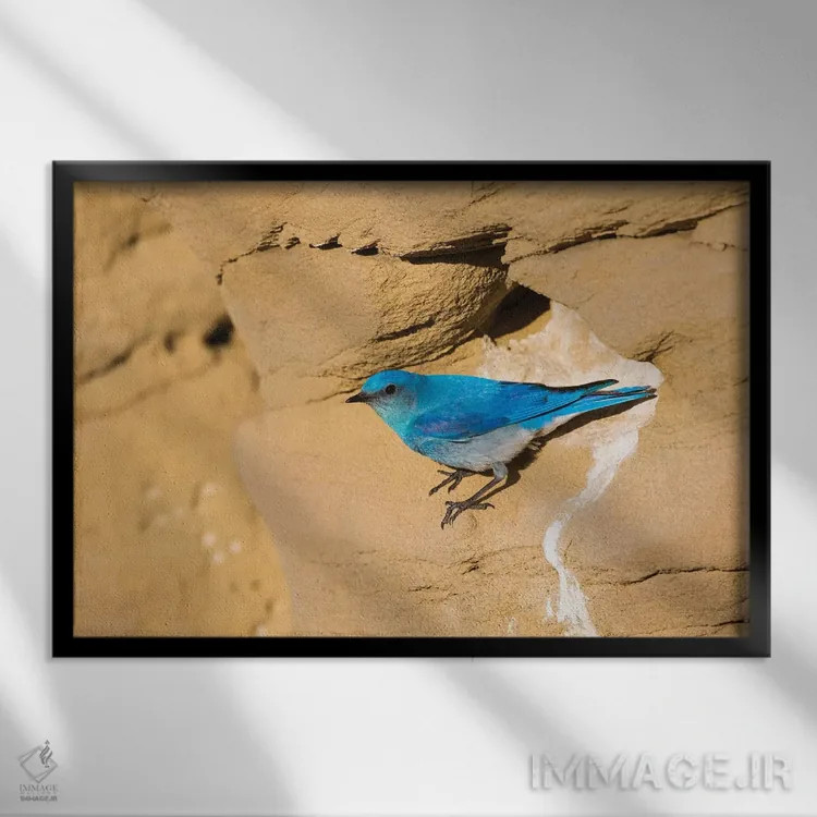 تابلو وایومینگ، شهرستان سابلت. پرندهٔ نر کوهستانی آبی از نمای لانهاش در صخرهٔ ماسهسنگی پرواز میکند اثر الیزابت بوم - نمای قابدار مشکی