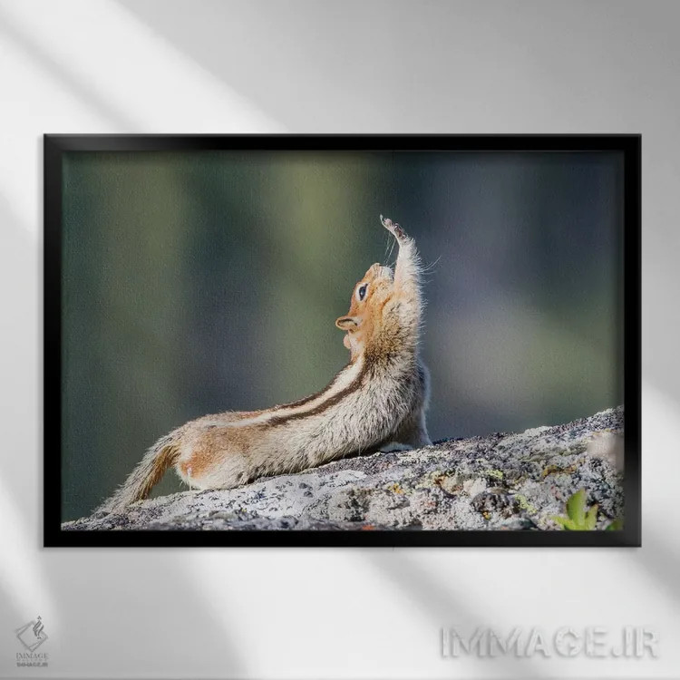 تابلو وایومینگ، شهرستان سابلت. سنجاب زمینی با یقه طلایی که کش میآید گویی دست برای سلام بلند دراز کرده است اثر الیزابت بوم - نمای قابدار مشکی