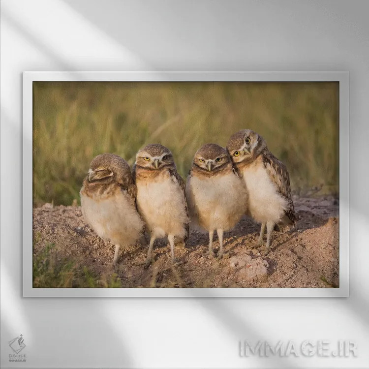 تابلو وایومینگ، شهرستان سابلت. چهار جوجه جغد زیرزمینی در لبهٔ لانهشان در نور غروب ایستادهاند اثر الیزابت بوم - نمای قابدار سفید