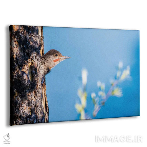 تابلو وایومینگ، شهرستان سابلت. نر جوان فلیکر شمالی از حفرهٔ لانهاش سرک میکشد اثر الیزابت بوم - نمای پرسپکتیو محصول