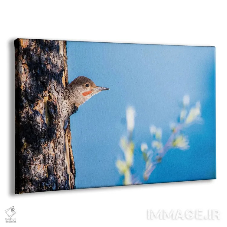 تابلو وایومینگ، شهرستان سابلت. نر جوان فلیکر شمالی از حفرهٔ لانهاش سرک میکشد اثر الیزابت بوم - نمای پرسپکتیو محصول