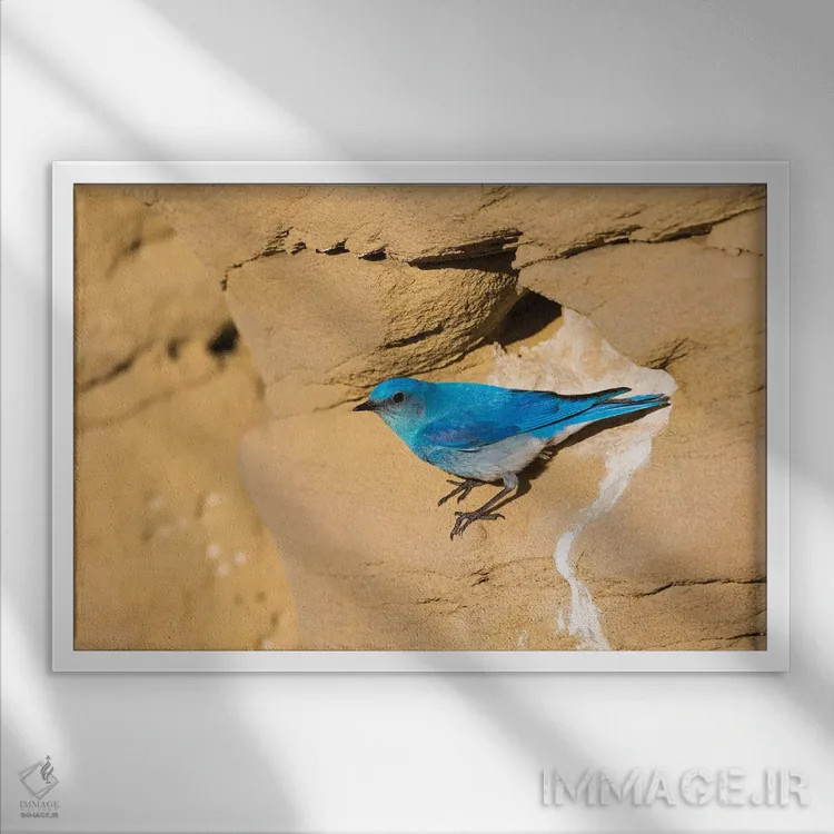 تابلو وایومینگ، شهرستان سابلت. پرندهٔ نر کوهستانی آبی از نمای لانهاش در صخرهٔ ماسهسنگی پرواز میکند اثر الیزابت بوم - نمای قابدار سفید