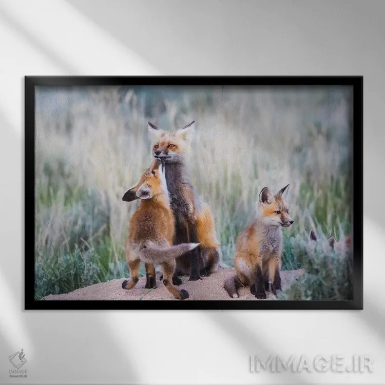 تابلو وایومینگ، شهرستان سابلت. توله روباه سرخ با بوسهای از مادرش استقبال میکند هنگام بازگشت او به لانه اثر الیزابت بوم - نمای قابدار مشکی